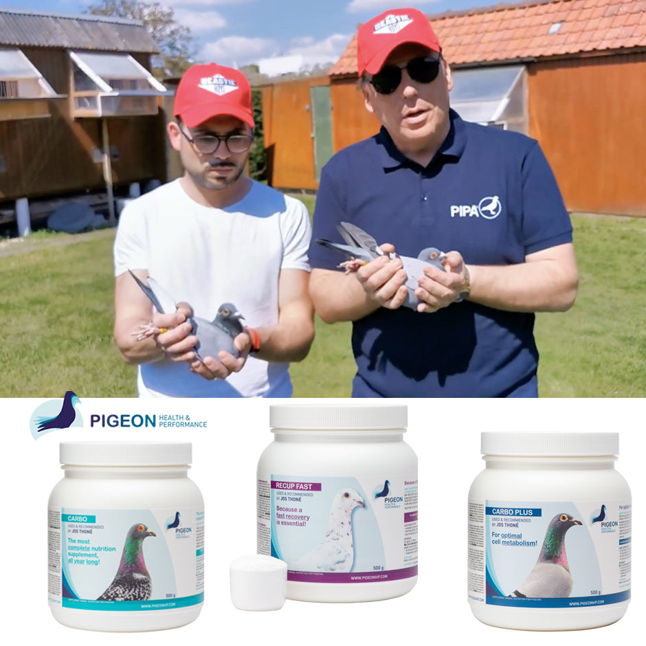 Team Platteeuw (Rumbeke,BE) National winner Bourges, old birds against 34311 pigeons